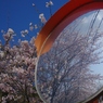 2012 春　さくら