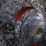 2012 春　さくら