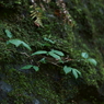 天滝溪谷　天滝