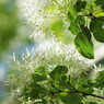 Green and White3