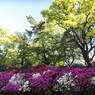 Green and colors2