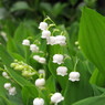 Lily bells