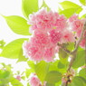 Pastel colors