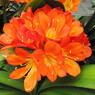 Kaffir lily