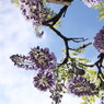 Wisteria above me