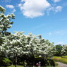 Snow in May4-Chat-