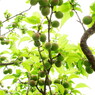 Plum fluits
