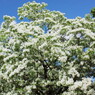 Spring Snow5