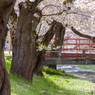 観音寺川の桜：３