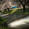 観音寺川の桜
