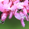 花便り　- 雨に濡れたハナズオウ -