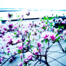 こぶしの花