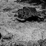 R0019062