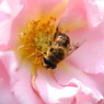 090527 roses 055