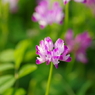 IMGP8252