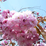 八重桜