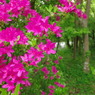 金鱗湖の花