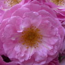 近所で咲いていた花