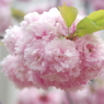花染衣