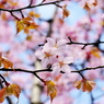 蝦夷の桜　さわやかに