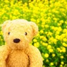 菜の花いっぱい