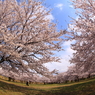 加治川治水祈念公園の桜