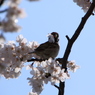 満開の 桜をくわえて 決めポーズ☆