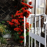 街角の花