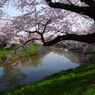 2012桜-08
