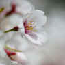 2012桜-10