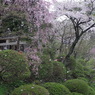 花吹雪