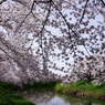 2012桜-12