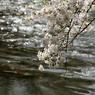 2012桜-13