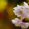 2012桜-16