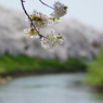 2012桜-17