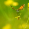 yellow green