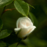 早咲きの薔薇