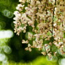 藤の花(白）