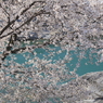 美濃田の春Ⅱ