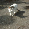 沖縄で出会った猫