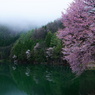 薄紅色の湖岸