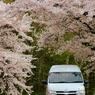 桜のトンネルを抜けて