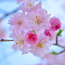 桜のコサージュ