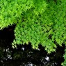 水上の緑
