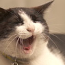 ふぁあぁ～あ・・・