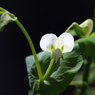 今年は白花エンドウ