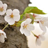 sakura2012_009