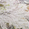 sakura2012_011