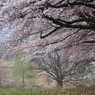高原にて