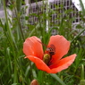 ポピーと花粉集めの蜂